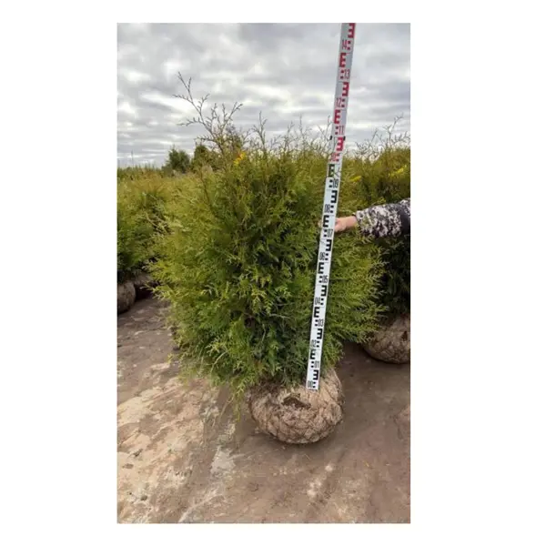 Туя западная Брабант ø41 h120 - 140 см