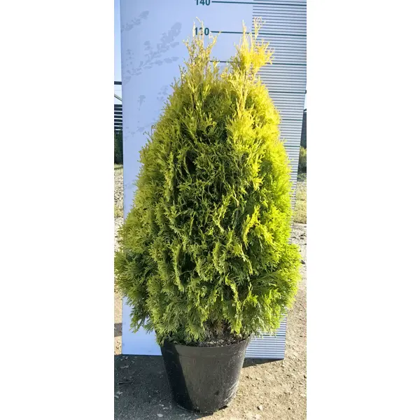 Туя западная Европа Голд h60 - 80 см