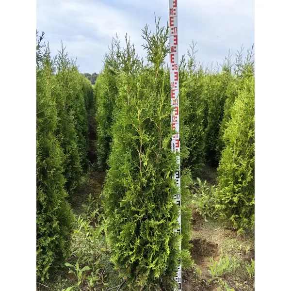 Туя западная Кинг Оф Брабант ø50 h160 - 180 см