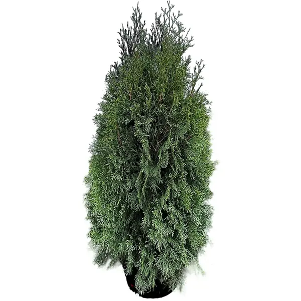 Туя западная Смарагд Экстра ø40 h100 - 120 см