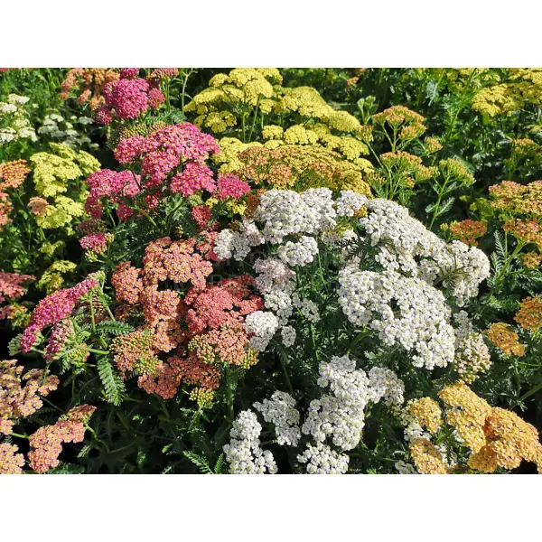 Тысячелистник микс ø17 h15 - 25 см