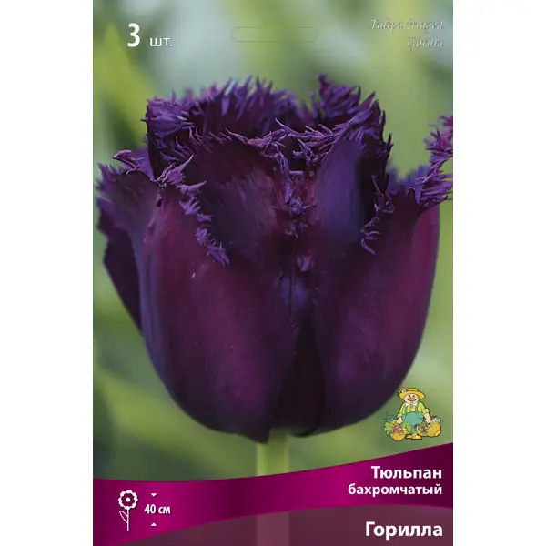 Тюльпан бахромчатый Горилла 11/12, 3 шт.