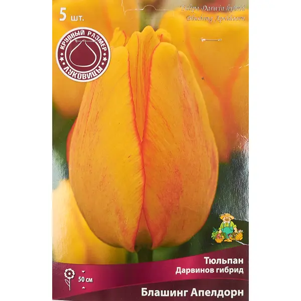 Тюльпан Дарвинов гибрид Блашинг апелдорн луковица 12/14, 5 шт.