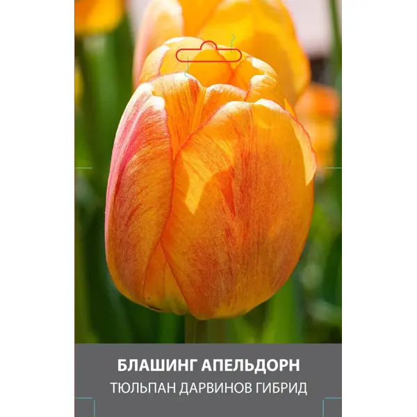 Тюльпан Дарвинов гибрид Блашинг Апельдорн луковицы 10