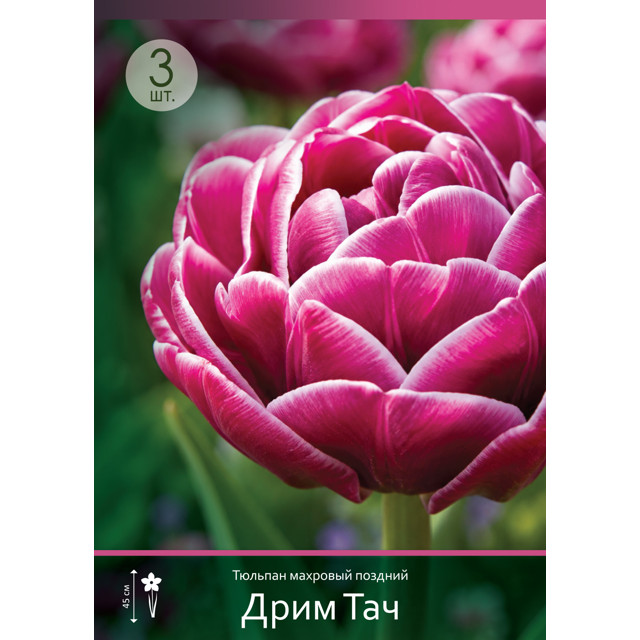 тюльпан Дрим Тач размер луковицы 11/12 3шт