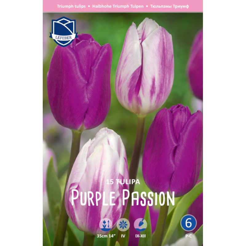 Тюльпан Lefeber Purple passion 15 шт