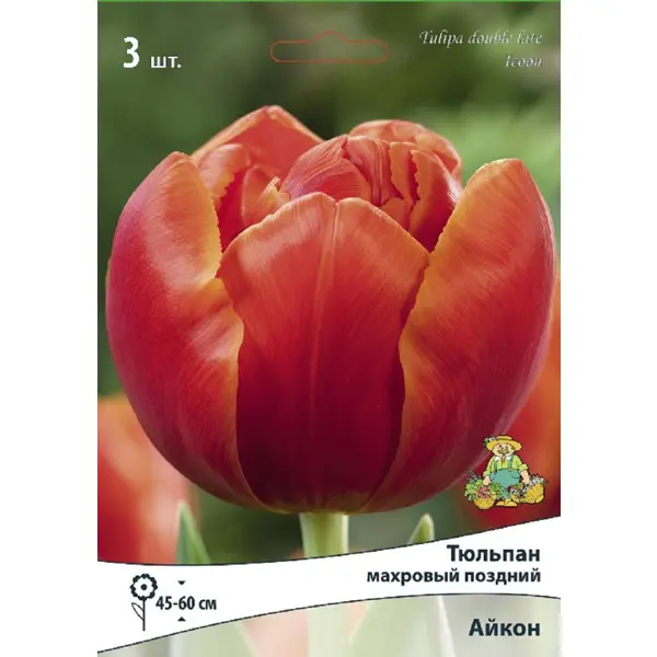 Тюльпан махровый поздний Айкон, 3 шт.