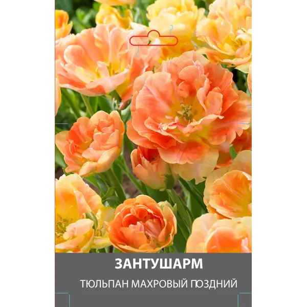 Тюльпан махровый поздний Занту Шарм луковицы 10