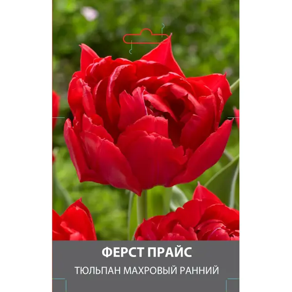 Тюльпан махровый ранний Ферст Прайс луковицы 10