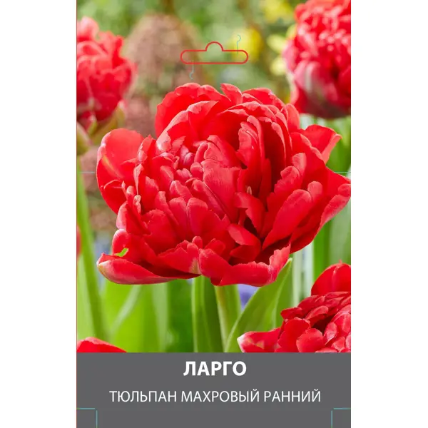 Тюльпан махровый ранний Ларго луковицы 10/11