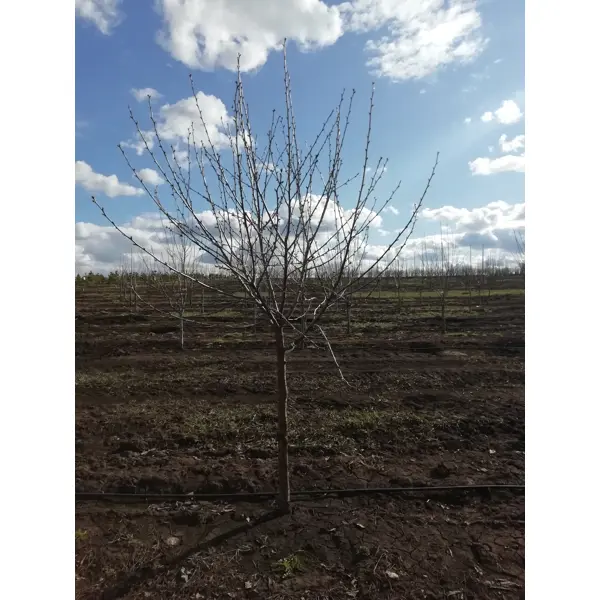 Вишня жуковская prunus cerasus 5лет